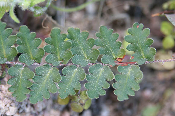  Astrolepis sinuata (Lagasca ex Swartz) D.M.Benham & Windham ssp. Sinuata